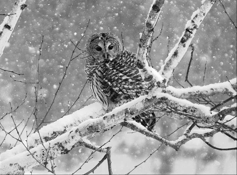 Barred Owl